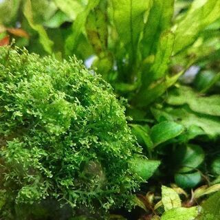 プレミアムモス ネイチャーアクアリウム水草熱帯魚 ジモティーアクア 宮之阪のその他の中古あげます 譲ります ジモティーで不用品の処分