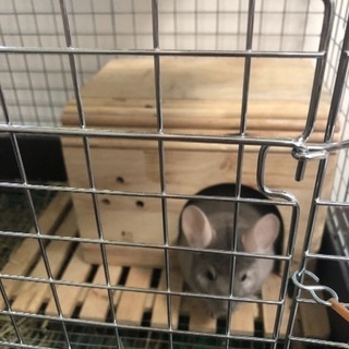 チンチラゲージセット