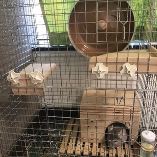 チンチラゲージセット