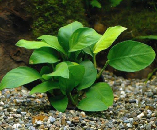 水草アヌビアスナナ 3株限定 無農薬 Aquapet 神戸のその他の中古あげます 譲ります ジモティーで不用品の処分