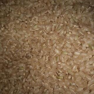 30年度むつみ産コシヒカリ玄米1キロ　保冷管理されたお米です。