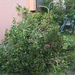 台風で倒木したキンモクセイの枝葉の処分 - 富里市