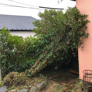 台風で倒木したキンモクセイの枝葉の処分