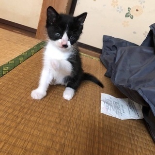 １ヶ月の子猫。黒白  男の子ฅ(^^ฅ)　