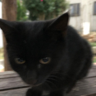 現在試験生活中　黒猫　オス4ヶ月（１匹は里親決まりました） - 猫