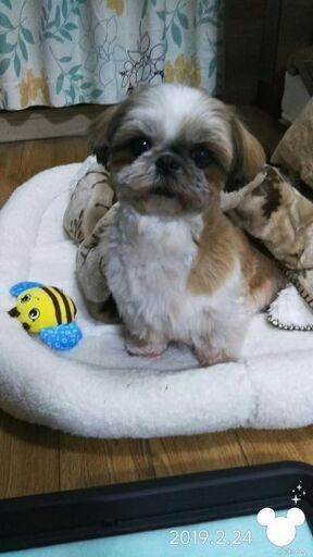 おとなしく甘えん坊なシーズー犬です くま子 大塚の犬の里親募集 ジモティー おとなしく甘えん坊なシーズー犬です くま子 大塚の犬の里親募集 ジモティー