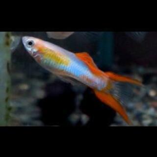 エレガントグッピー 原種 最高の花の画像