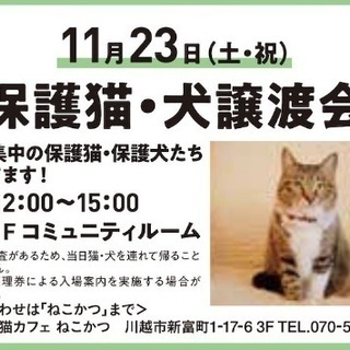 ピカピカキラキラな幸せ掴み隊たちに ビビビッッときたら譲渡会場へ...