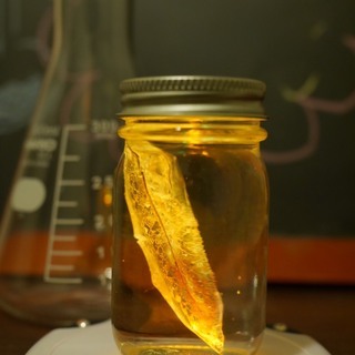 【理科実験】すける葉っぱで不思議なランプを作ろう！ - 奈良市