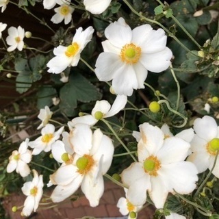 シュウメイギク　白花