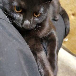 黒猫(3～4ヶ月位)の里親さん募集