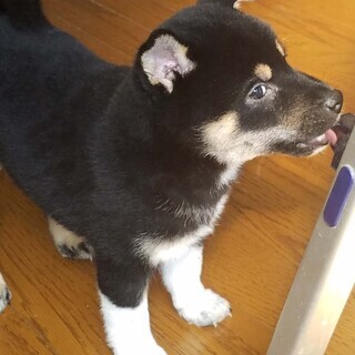 千葉県 松戸市のした 犬の里親募集 ジモティー