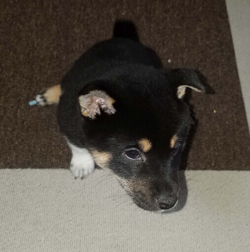 柴犬 幼犬 黒 里親を募集します ミヤタ みのり台の犬の里親募集 ジモティー