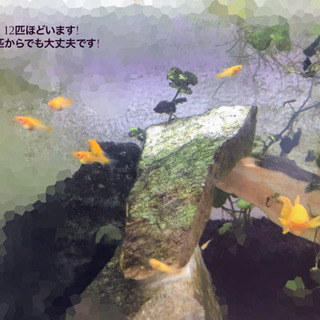 「稚魚少なくなってきた為、一旦受付停止中です。」熱帯魚🐠(モーリ...