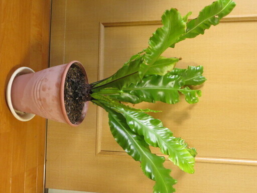 観葉植物 アスプレニウム オオタニワタリ Iania 北山形のその他の中古あげます 譲ります ジモティーで不用品の処分 観葉植物 アスプレニウム オオタニワタリ Iania 北山形のその他の中古あげます 譲ります ジモティーで不用品の処分