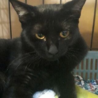 甘えるのが苦手な若い黒猫ちゃん ７ヶ月 あずまっち 名古屋の猫の里親募集 ジモティー