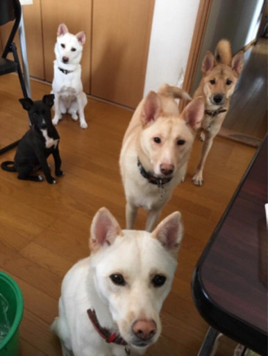 岡山保健所犬の各種ボランティアさん募集 Minmin 岡山の手伝って 助けての助け合い ジモティー