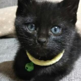 この子猫ちゃん達を一生大事して下さる方募集u203c️ (きんた) 鳴門の猫の 