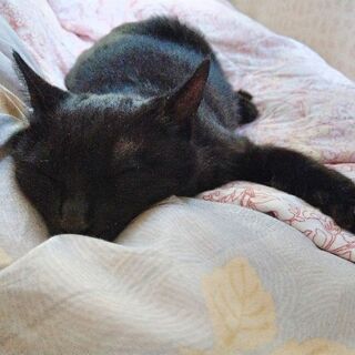 5ヶ月の元気な子猫（黒猫オス）の里親さん募集しています