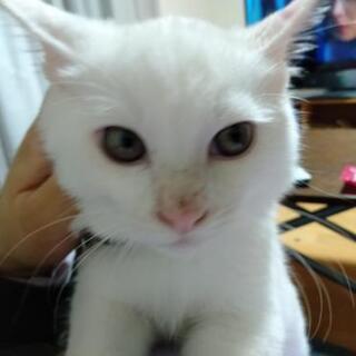 人懐っこい白猫♂約4ヶ月
