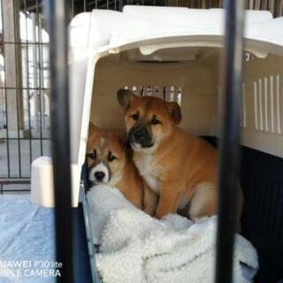 野良犬のお母さんが産んだ2ヶ月位の子犬の画像