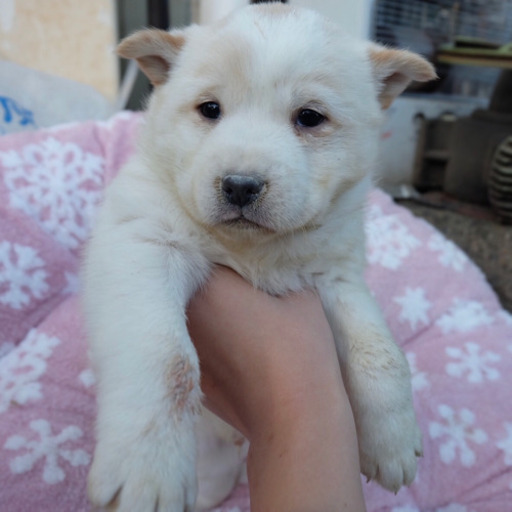 生後3ヶ月 もちもちでやんちゃな男の子です おふみ 北見の犬の里親募集 ジモティー 生後3ヶ月 もちもちでやんちゃな男の子です おふみ 北見の犬の里親募集 ジモティー