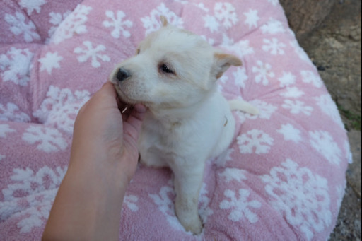 生後3ヶ月 もちもちでやんちゃな男の子です おふみ 北見の犬の里親募集 ジモティー 生後3ヶ月 もちもちでやんちゃな男の子です おふみ 北見の犬の里親募集 ジモティー