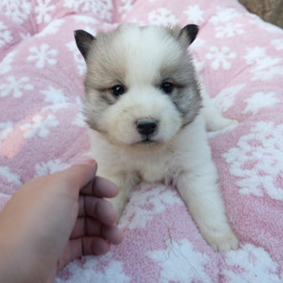 北海道の子犬の里親募集 無料であげます 譲ります ジモティー