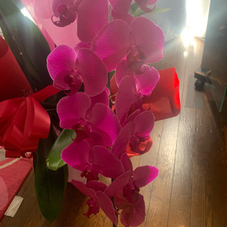銀座の高級クラブから頂いた胡蝶蘭です！
