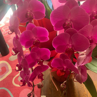 銀座の高級クラブから頂いた胡蝶蘭です！