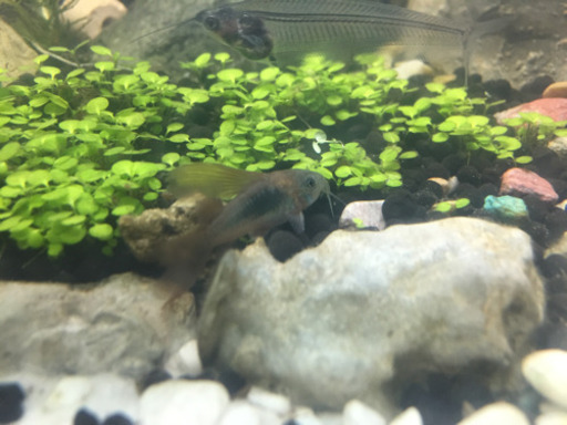 コリドラス Long Fin 熱帯魚 Lopdo 大阪のその他の中古あげます 譲ります ジモティーで不用品の処分
