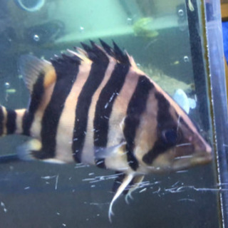 ダトニオプラスワン(極美)大幅値下げ(半額以下)