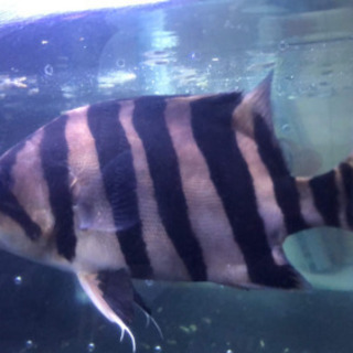 ダトニオプラスワン(極美)大幅値下げ(半額以下) ダトニオプラスワン(極美)大幅値下げ(半額以下)