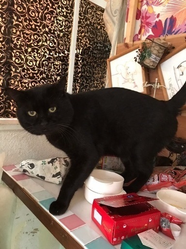 哀愁漂うおっとりボーイ クロムさん 一般社団法人グラビュ 姫路の猫の里親募集 ジモティー