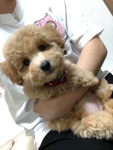 トイプードル子犬オス3ヶ月です 向日葵 博多南のプードルの里親募集 ジモティー トイプードル子犬オス3ヶ月です 向日葵 博多南のプードルの里親募集 ジモティー