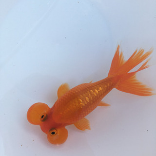 中古水泡が無料 格安で買える 5ページ目 ジモティー