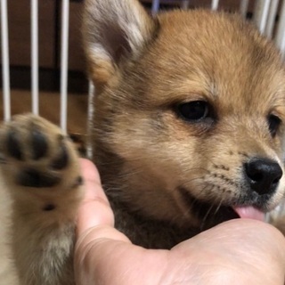 ダウニーくん✴︎２か月 − 兵庫県