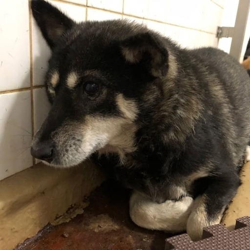 譲渡されました 捕獲檻に入って保健所収容 野良で生きてきた可愛い麻呂眉女の子 県外譲渡可 助けを待っています Kmhらぶ 周南のその他の里親募集 ジモティー