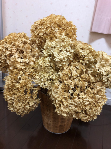 紫陽花アナベルドライフラワーアジサイ あこ 原田の生活雑貨の中古あげます 譲ります ジモティーで不用品の処分