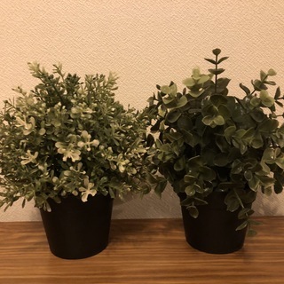 (11/20 募集中) IKEA 人工観葉植物 2種類 (オレガ...