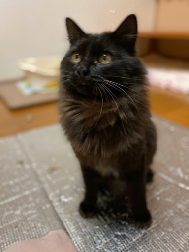 黒猫甘えん坊オスふわふわ Mio 御殿場の猫の里親募集 ジモティー 黒猫甘えん坊オスふわふわ Mio 御殿場の猫の里親募集 ジモティー