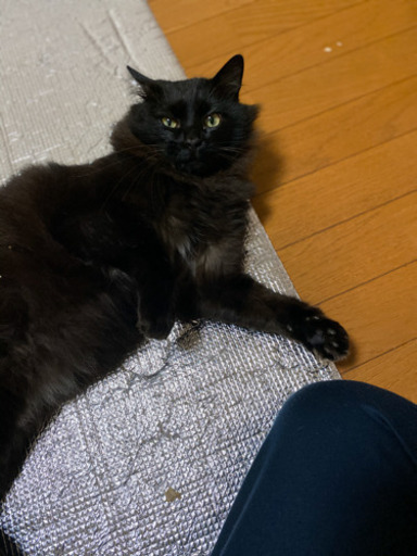 黒猫甘えん坊オスふわふわ Mio 御殿場の猫の里親募集 ジモティー