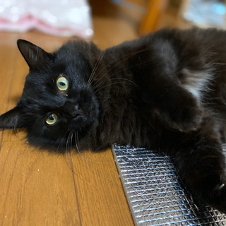 黒猫甘えん坊オスふわふわ Mio 御殿場の猫の里親募集 ジモティー