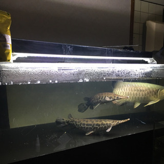 120水槽セット  今日か明日引き取りの方