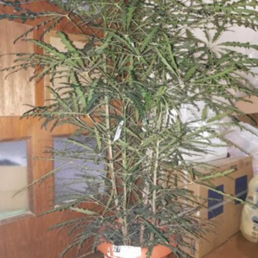 観葉植物　アラレア