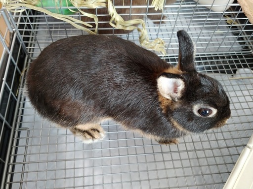 うさぎ ネザーランドドワーフ のつがいの里親になっていただけませんか みろく さいたまのその他の里親募集 ジモティー うさぎ ネザーランドドワーフ のつがいの里親になっていただけませんか みろく さいたまのその他の里親募集 ジモティー