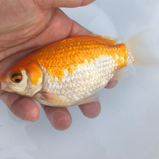 キラキラ　(木村養魚場産　黄白模様　短尾　レア　金魚)