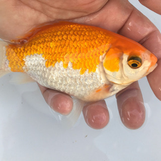 キラキラ　(木村養魚場産　黄白模様　短尾　レア　金魚)
