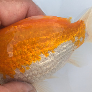 キラキラ　(木村養魚場産　黄白模様　短尾　レア　金魚)