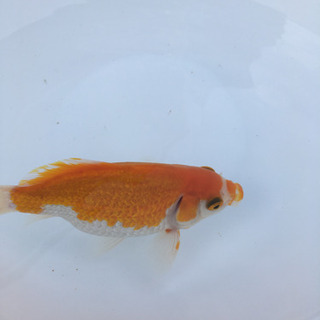 キラキラ　(木村養魚場産　黄白模様　短尾　レア　金魚)